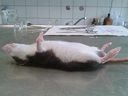 Farbratte vor der Operation