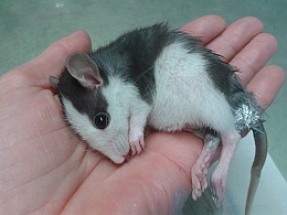 Farbratte nach der Operation