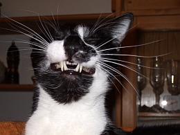 Kisa: Habe ich nicht schöne Zähne mit meinen 4 1/2 Jahren?