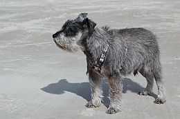 Schnauzer Henry am Strand