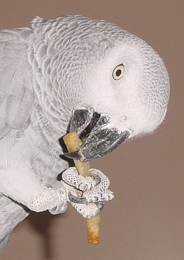 Papagei, der Pommes-Spezialist