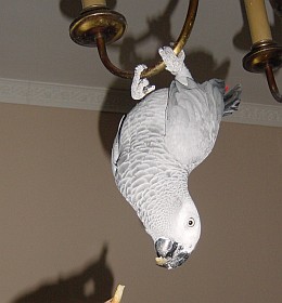 Papagei am Kronleuchter